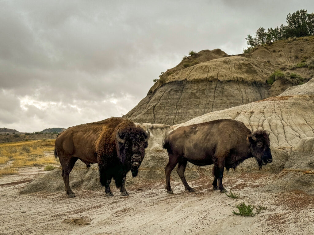 A photo of buffalo in the badlands in Theodore Roosevelt National Park by Antonia Grant 