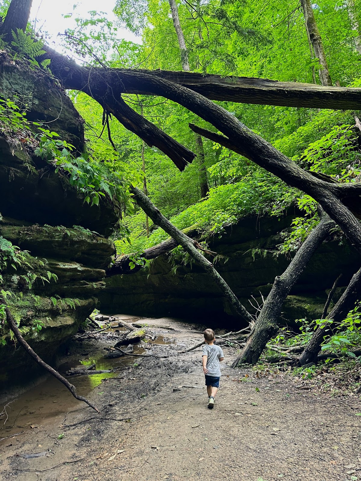 Turkey Run State Park, Indiana 