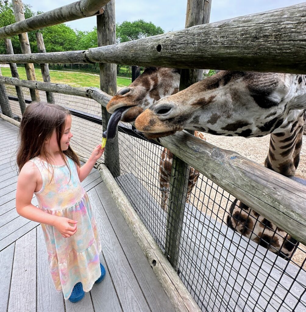 girl feeding giraffes at Dickerson Park Zoo