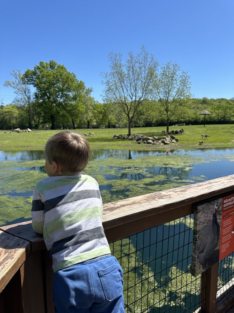 a boy looking out over a lake and at animals at the Kansas City Zoo