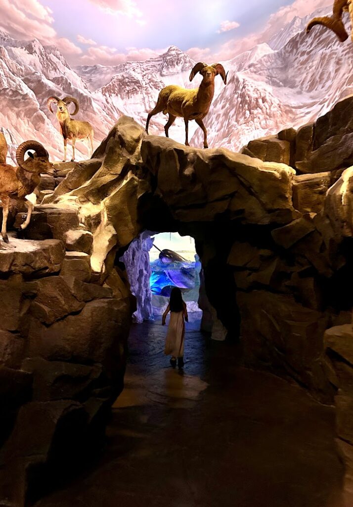 A girl walking through a tunnel with a ram overhead at Wonders of Wildlife