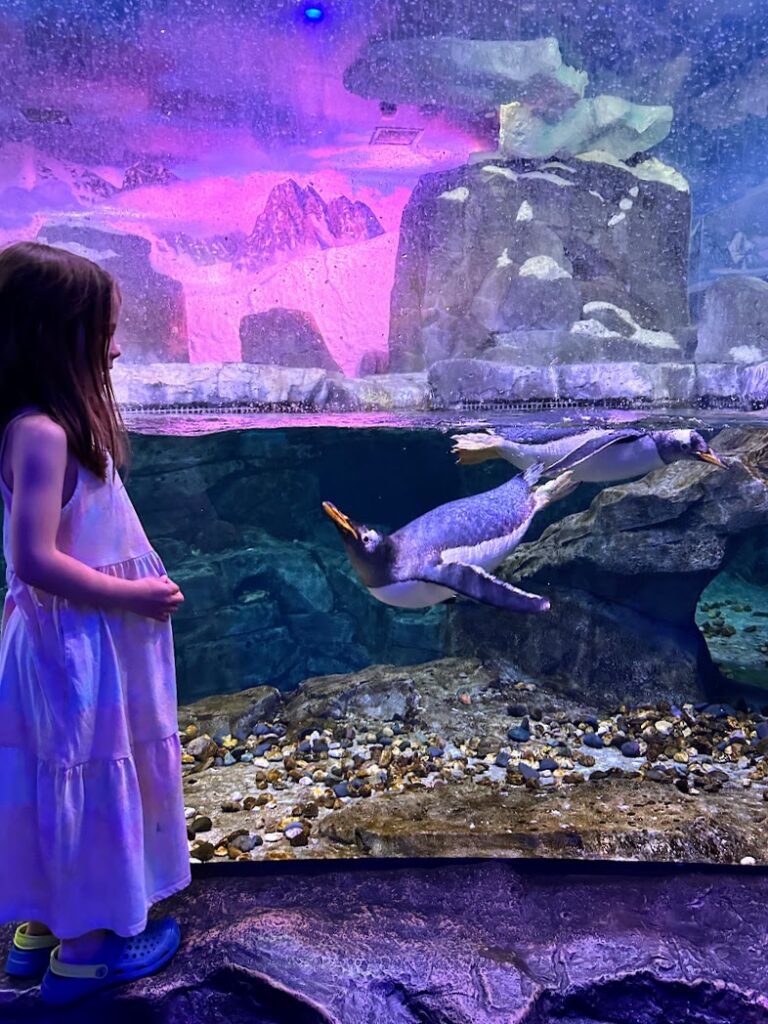 a girl looking at a penguin at Wonders of Wildlife Museum and Aquarium in Springfield, MO