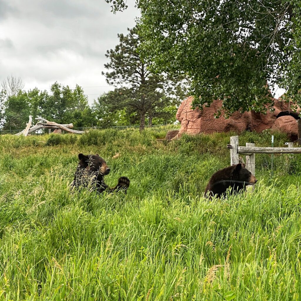 two bears at Bear City USA