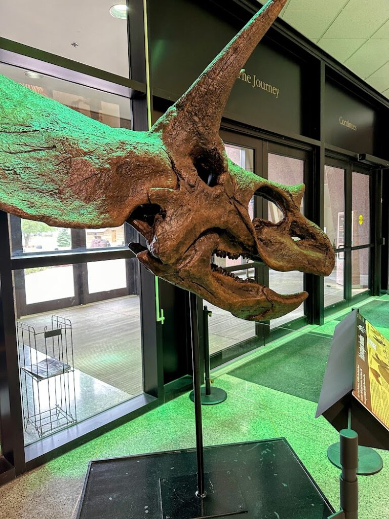 a triceratops skull at the Journey Museum 