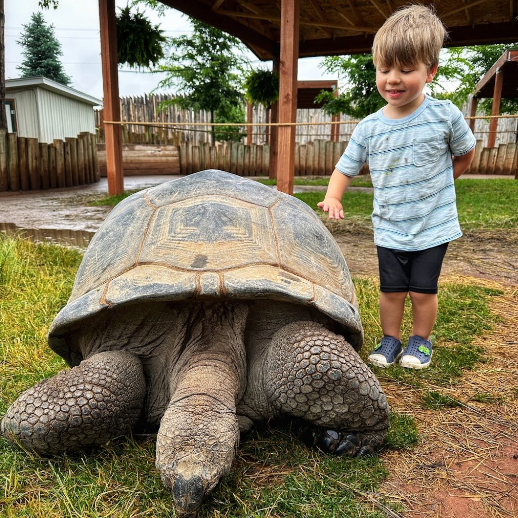 a boy touching a tortoise at Reptile Gardens in Rapid City, South Dakota 