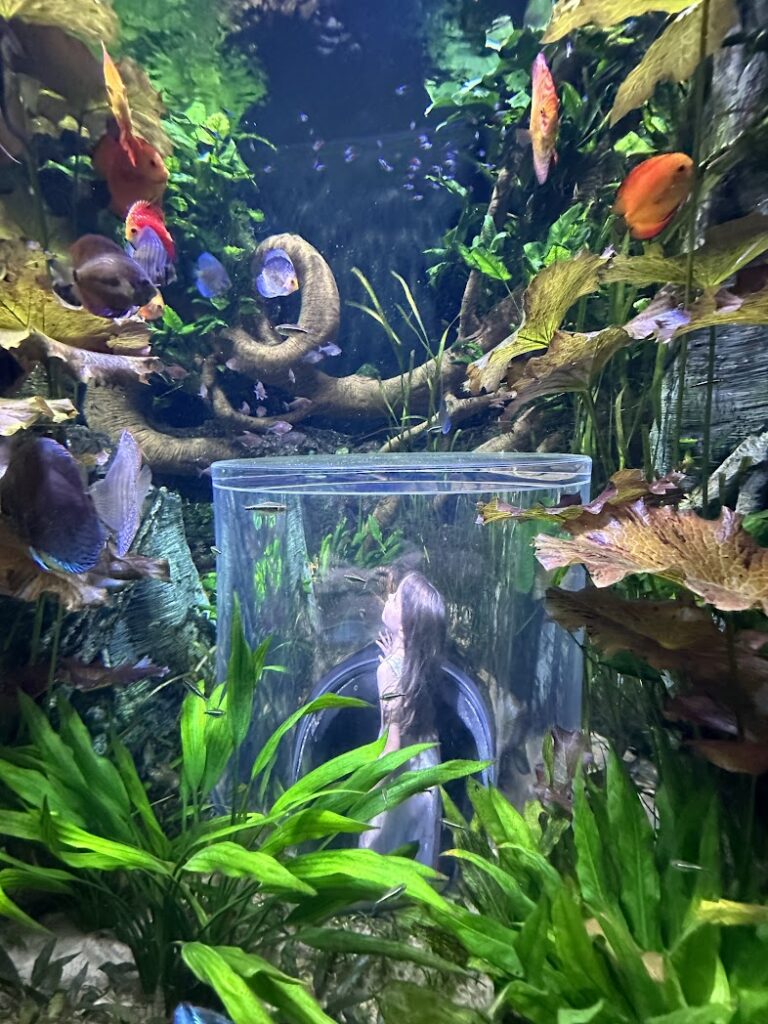 A girl looking through glass in an aquarium at World of Wonders Wildlife in Springfield, Missouri 