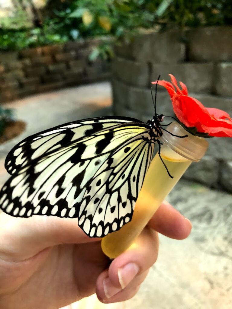 a butterfly eating at the Butterfly Pavilion in Branson, Missouri in a blog about road trips from Kansas City