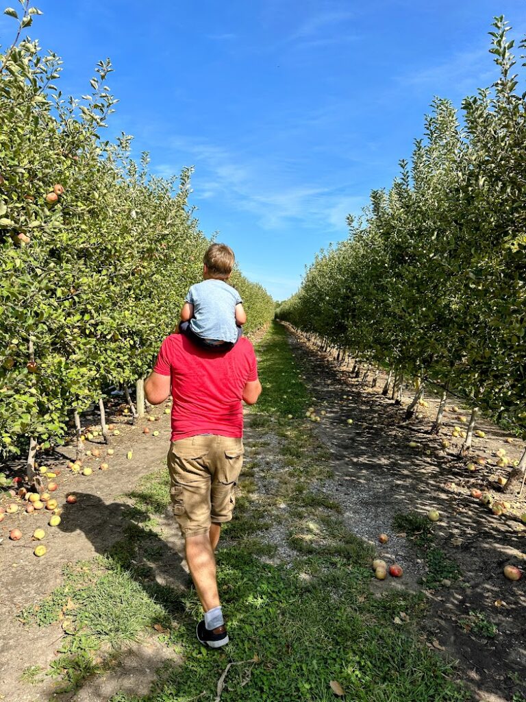 a boy riding on dad's shoulders in an apple orchard at Johnson Farms in Kansas City/ Belton