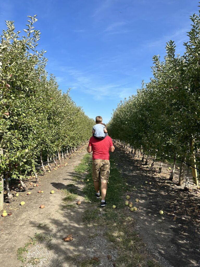 a father walking through an apple orchard with a little boy on his shoulders at Johnson Farms near Kansas City 