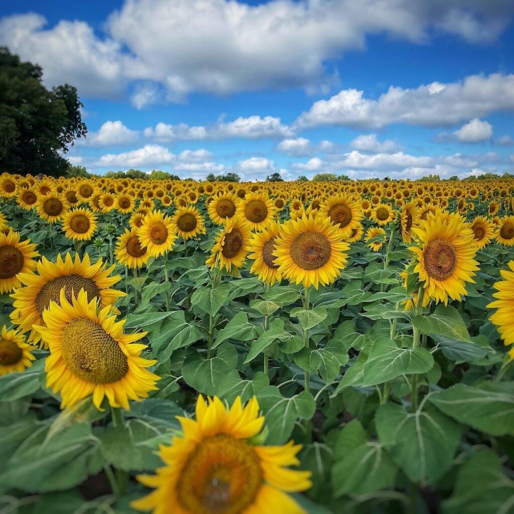 sunflowers and a blue sky at Grinter's Farm in Kansas in the blog post about Kansas City fall activities