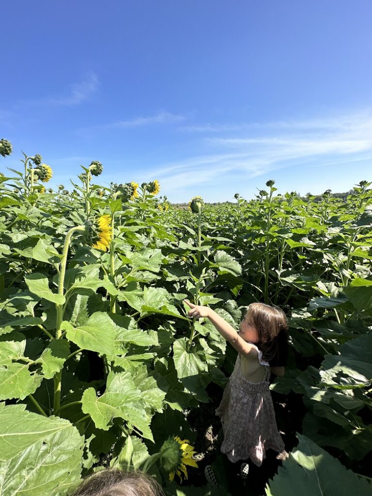 A girl in a sunflower field in KC pumpkin patch guide blog