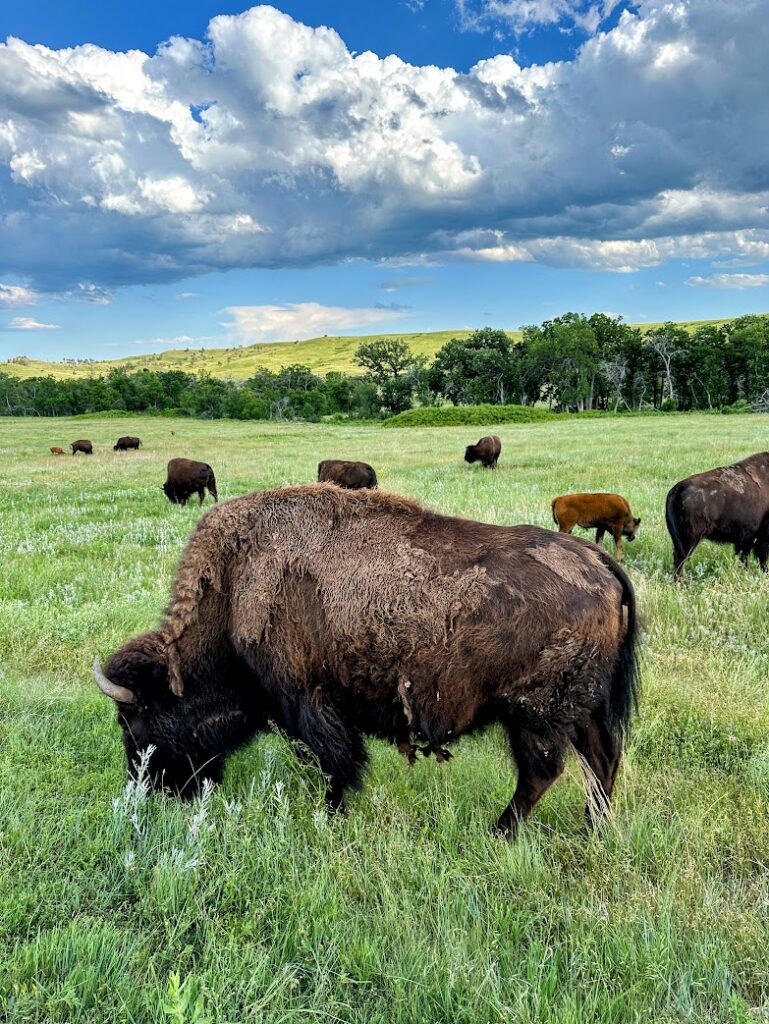  a herd of buffalo in Custer State Park, near Rapid City, Midwest