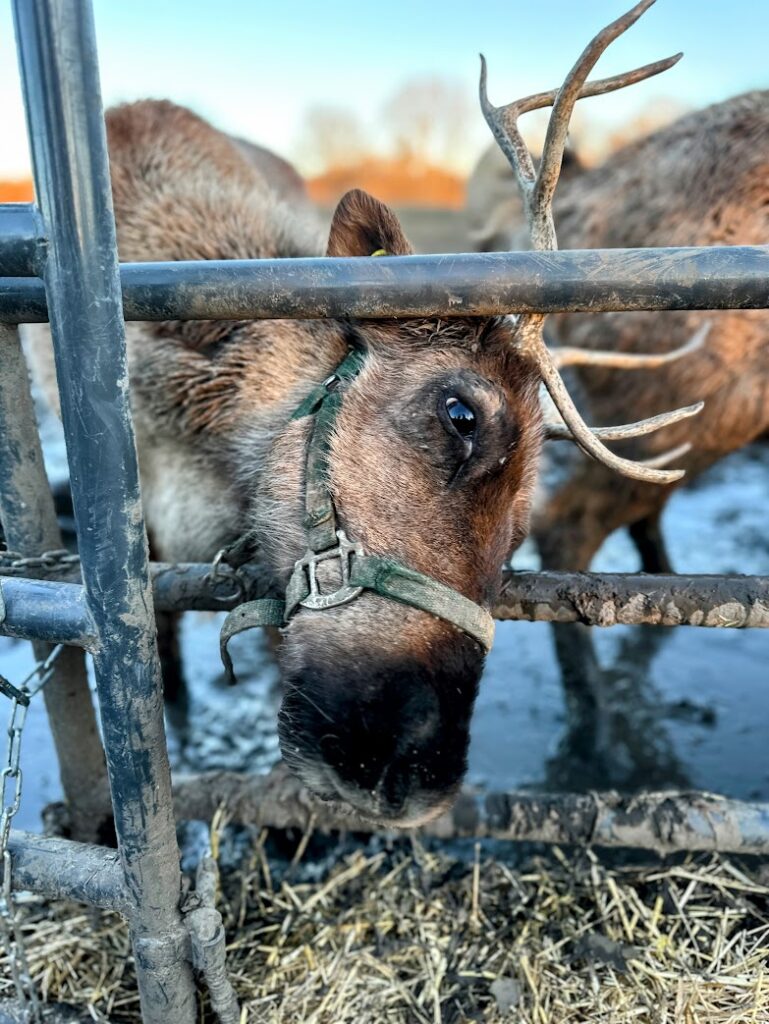 A reindeer at the Kansas City Reindeer farm peeking through the fence at us